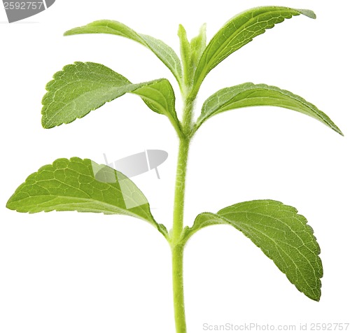 Image of Stevia plant cutout