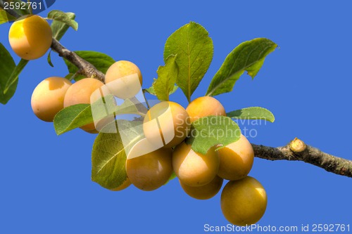 Image of Yellow Plum Branch