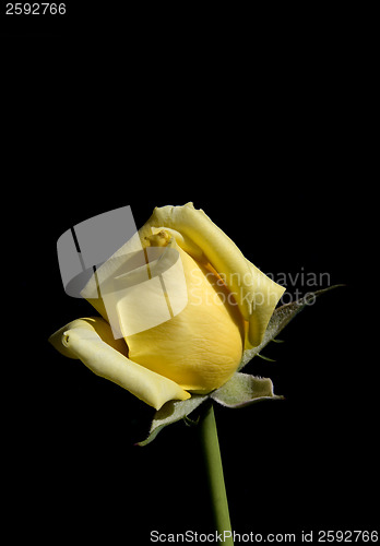Image of Rose