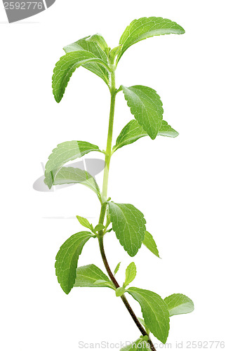 Image of Stevia plant