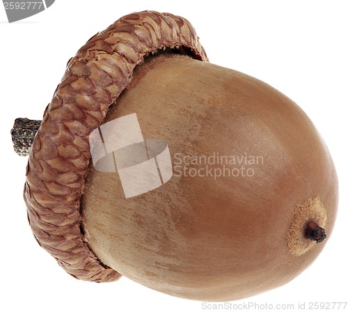 Image of One Acorn Cutout