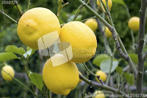 Image of Lemons