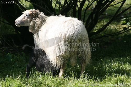 Image of sheep and lamb