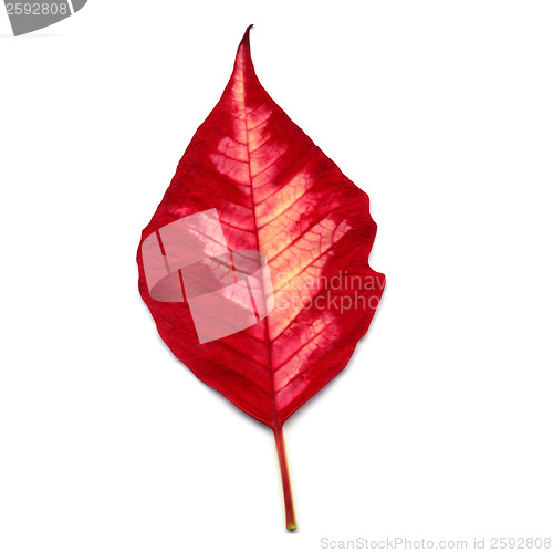 Image of Leaf of Poinsettia Christmas star