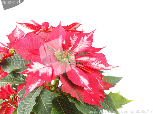 Image of Poinsettia