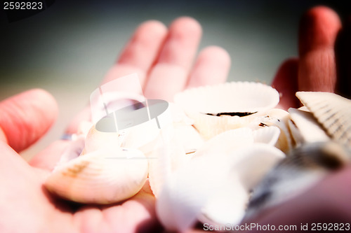 Image of Scallop