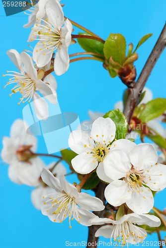 Image of Cherry Flowers