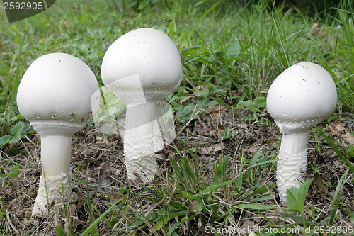 Image of Mushrooms