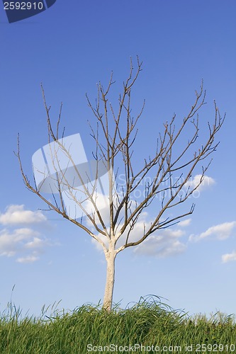 Image of Small tree