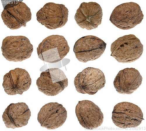 Image of Walnuts