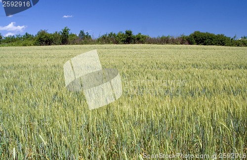 Image of Barley Field