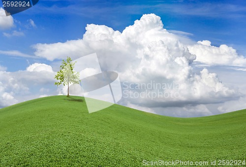 Image of Wavy Spring Field