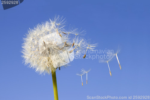 Image of Dandelion seeds