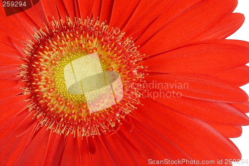Image of Flower