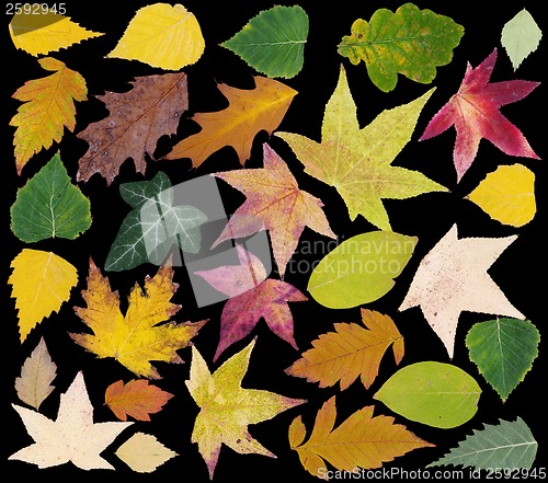 Image of Autumn Leafs Cut Out