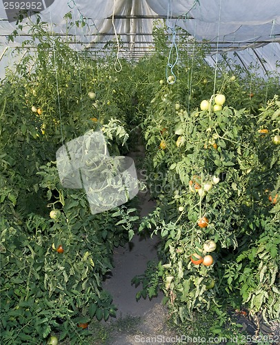 Image of Tomato Greenhouse