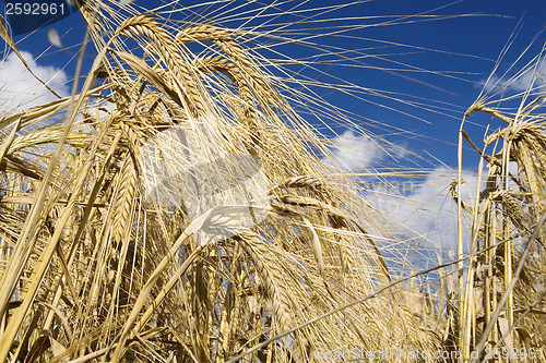 Image of Rye field