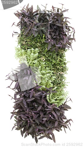 Image of Vertical Garden