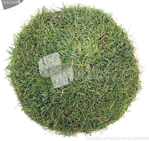 Image of Grass Ball