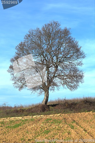 Image of Oak Tree