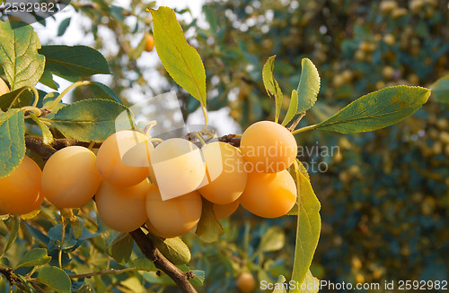 Image of White Plums