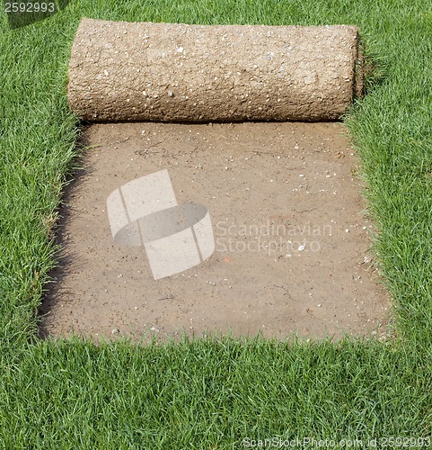 Image of Grass Carpet Cover