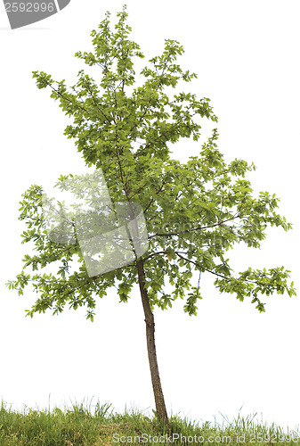 Image of Oak tree