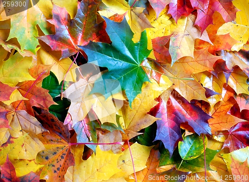Image of Leaves