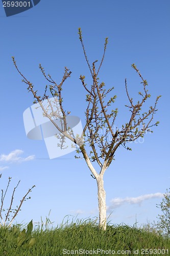 Image of Apricot tree