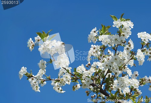 Image of Sweet Cherry Flowers