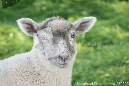 Image of sheep and lamb