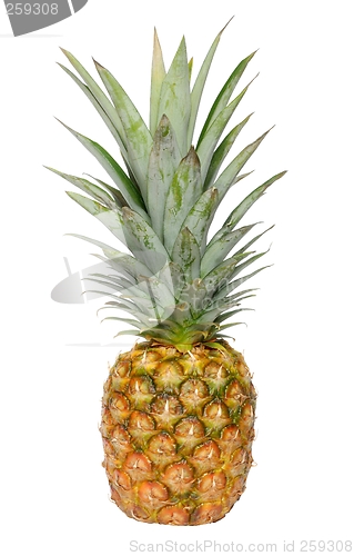 Image of Pineapple