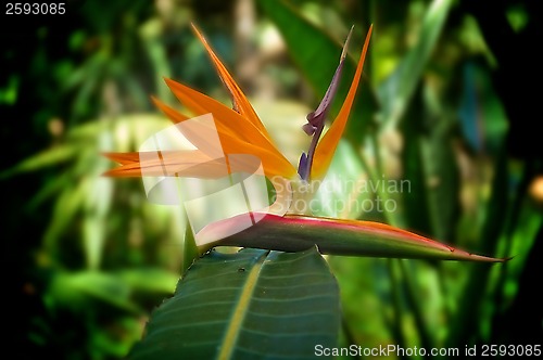 Image of artistic Bird of Paradise flower