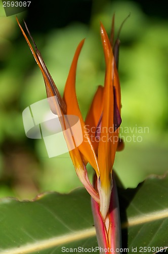 Image of Bird of Paradise flower