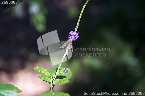 Image of small butterfly on porterweed flower