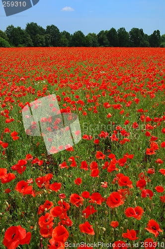 Image of Poppies