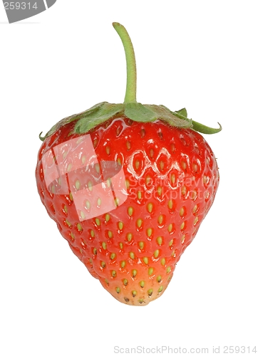 Image of Strawberry