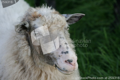 Image of sheep lamb