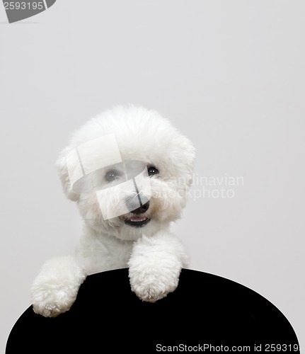 Image of Bichon frise