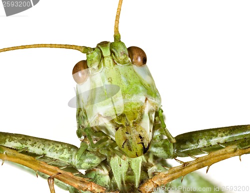 Image of Grasshopper Head