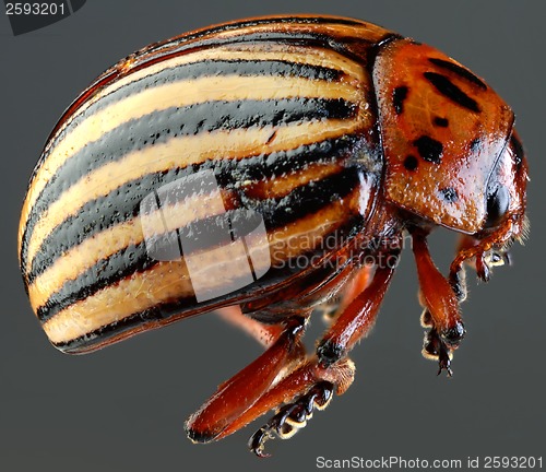 Image of Colorado Beetle Macro Cutout