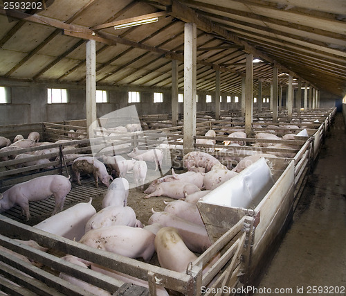 Image of PigFarm