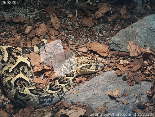 Image of African Puff Adder