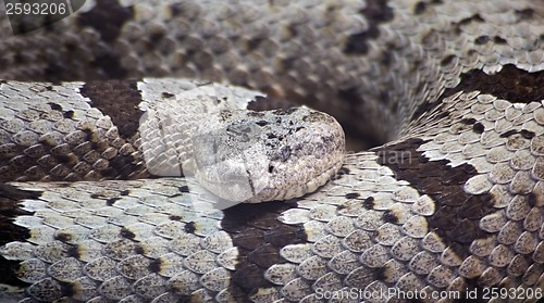 Image of Banded Rock Rattlesnake