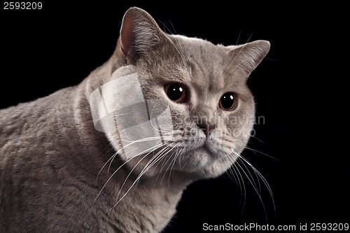 Image of British Short Hair Cat Cutout