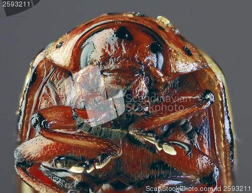 Image of Colorado Beetle Macro `Cutout