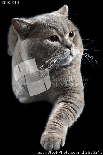 Image of British Shorthair Cat Cutout
