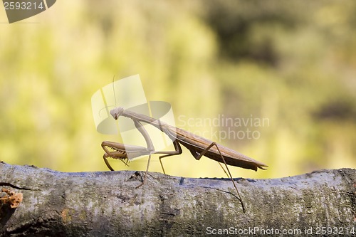 Image of Brown mantis