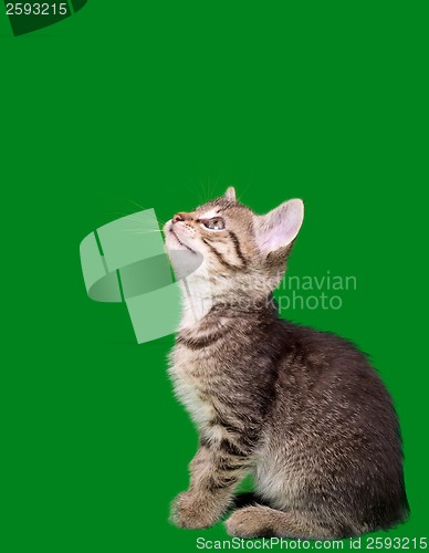 Image of Domestic Tabby Cat Cutout