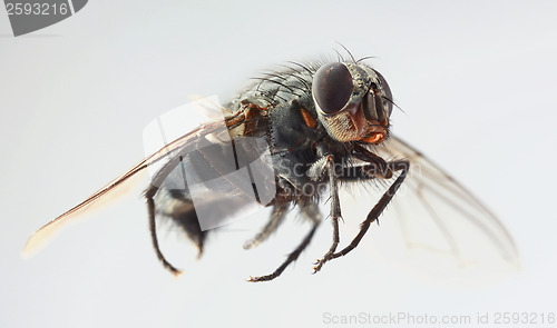 Image of Musca Domestica Magnification